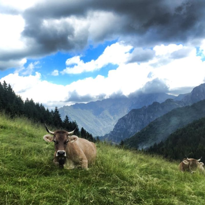 Vaca Bruna Italiana de montaña